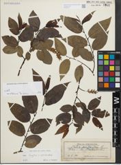 Foto von Salix fragilis L. x Salix pentandra L.